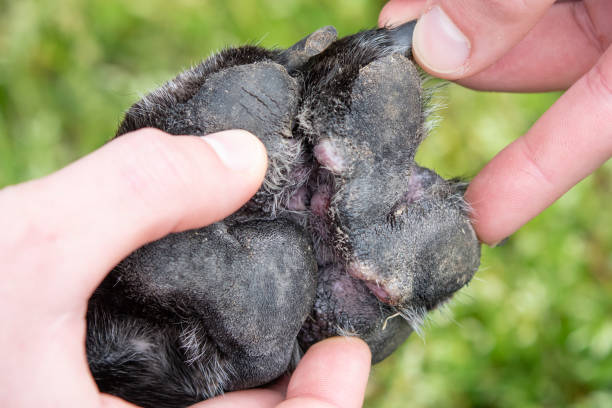 Dog paw inflammation treatment sale