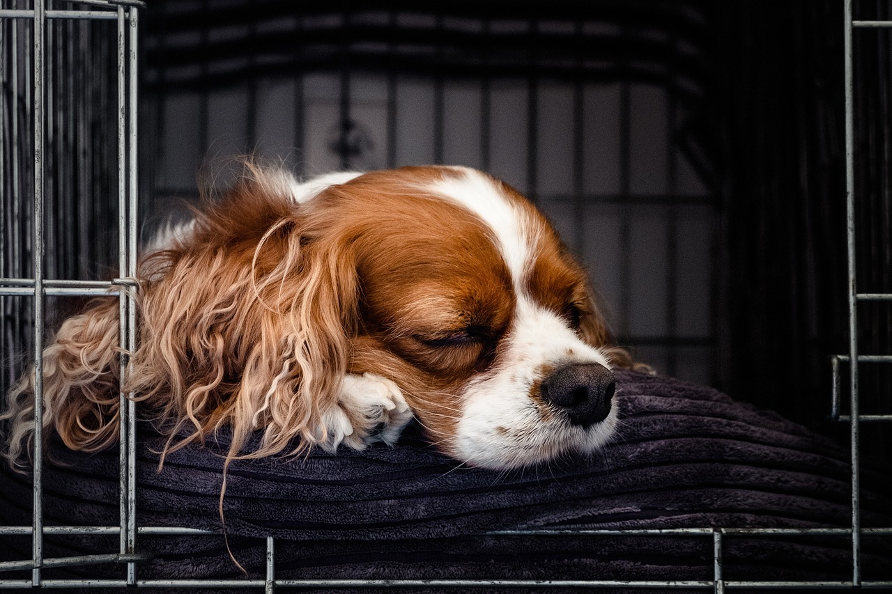 A sleeping dog inside an open crate