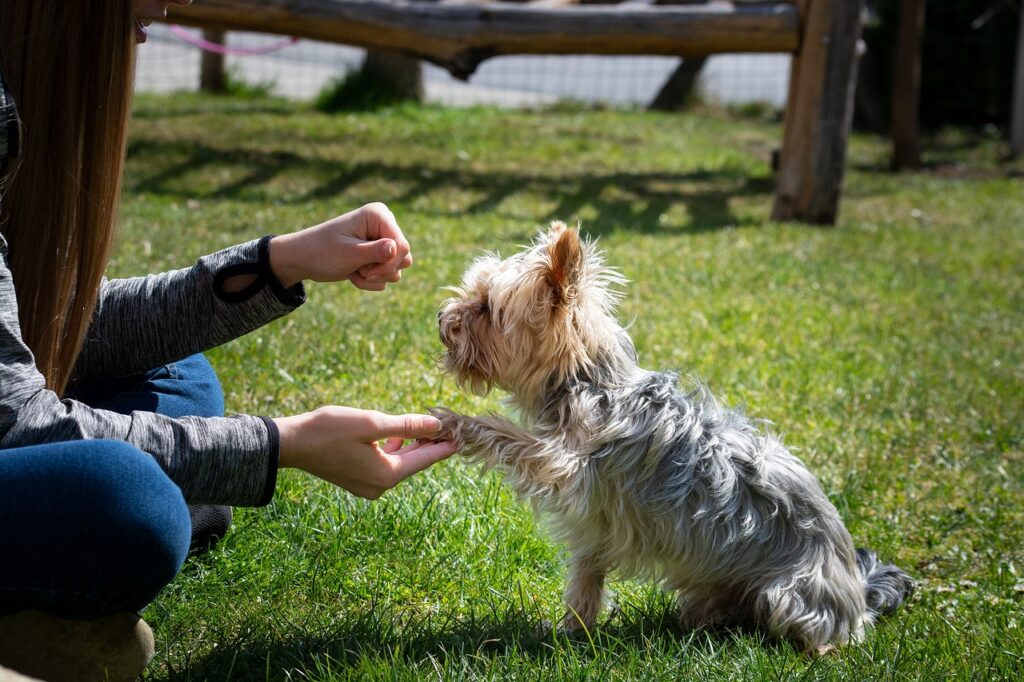 A female owner training her dog outdoor