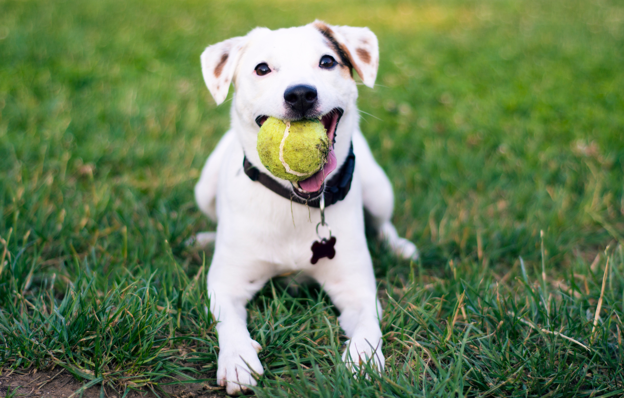 A playful dog biting a tennis ball, calling to play